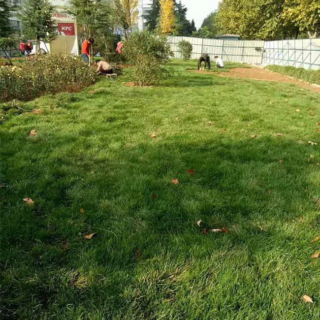 小區綠化施工設計及養護