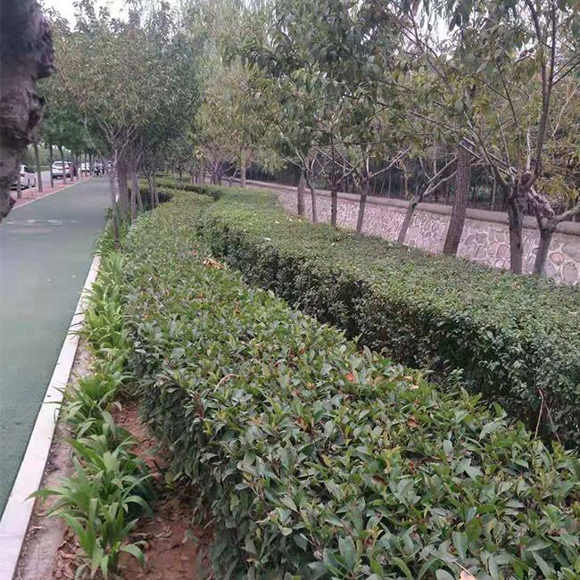 道路綠化施工設計及養護