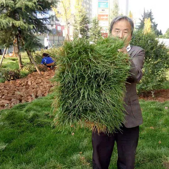 道路綠化施工設計及養護