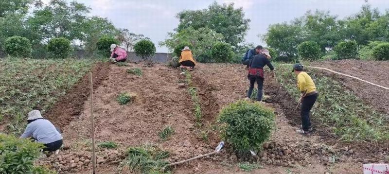 廠(chǎng)區綠化施工設計及養護